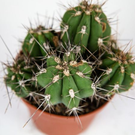 Кактус микс Cactus mix 10/7 (Н)