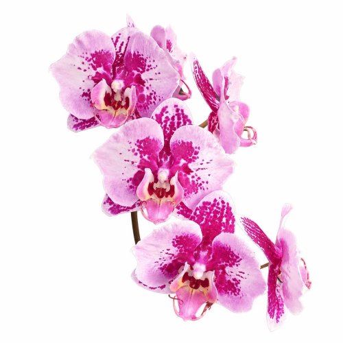 Фаленопсис Мики Хот Саммер Файерворкс Phalaenopsis Miki Hot Summer Fireworks (И36)
