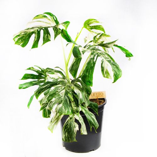 Монстера деликатесная Monstera deliciosa Variegata 60/30 (Н)
