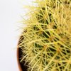Эхинокактус Грузона Echinocactus grusonii 25/24 (Н)