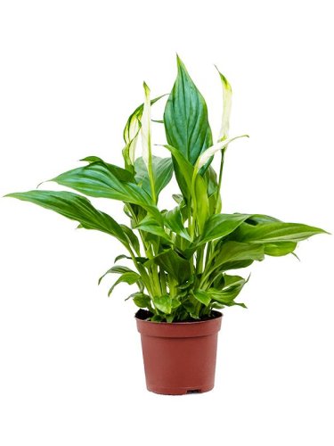 Спатифиллум микс Spathiphyllum mix d22