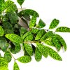Эсхинантус Aeschynanthus Marmoratus 10/12