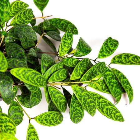 Эсхинантус Aeschynanthus Marmoratus 10/12