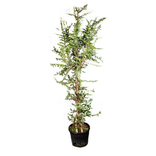 Кедр атласский Glauca с35 250/300 Cedrus atlantica Glauca (И)