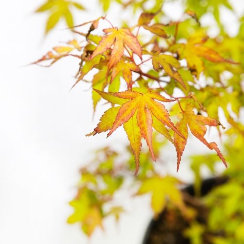 Клен дланевидный (японский, веерный) Чаша с30 60/80 Acer palmatum Katsura (И)
