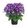 Цинерария гибридная микс Cineraria mix р12