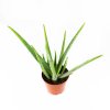 Алоэ Вера Aloe Vera 60/17