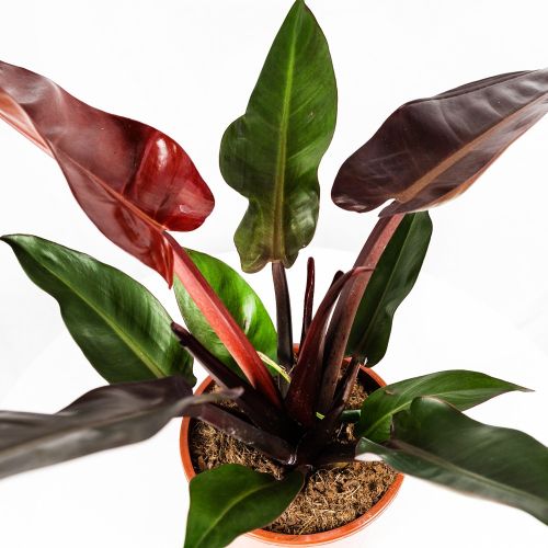 Филодендрон Philodendron Sun Red 50/17 (Н)