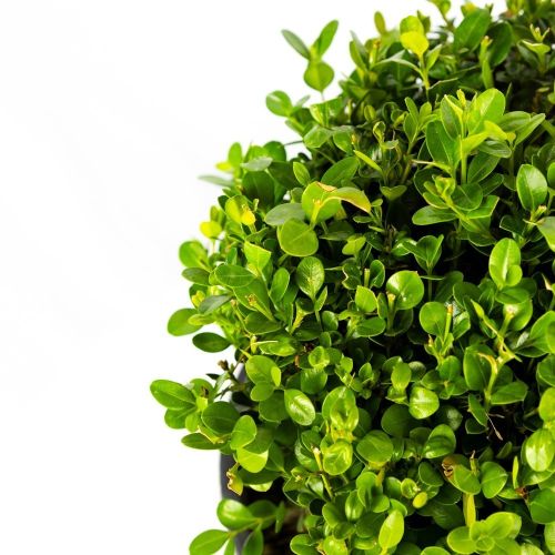 Самшит мелколистный ШАР с7/10 30/40 Buxus microphylla Faulkner PALLA (И)