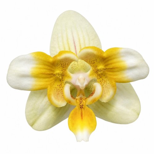 Фаленопсис Ультрамэн Phalenopsis Ultraman (В11)