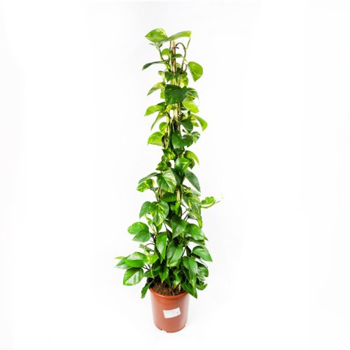 Эпипремнум золотистый пирамида Epipremnum aureum piramide 160/27