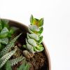 Суккулент Композиция микс в плошке Succulenten mix р17