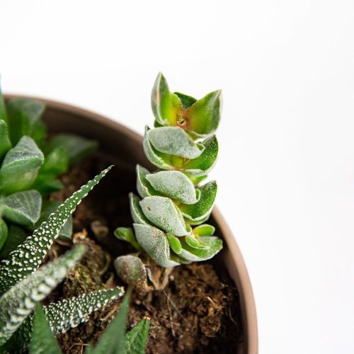 Суккулент Композиция микс в плошке Succulenten mix р17