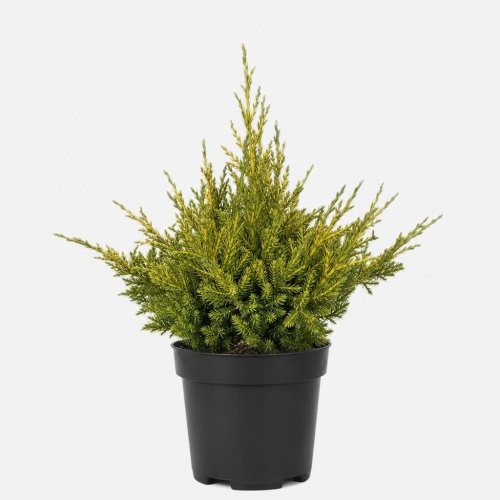 Можжевельник средний Juniperus Pfitzeriana Gold Star с2