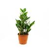 Замиокулькас Zamioculcas 3+ 50/12 (Н)