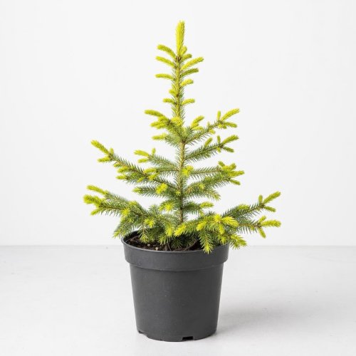 Ель канадская Сан он зе Скай Picea glauca Sun on the Sky с3