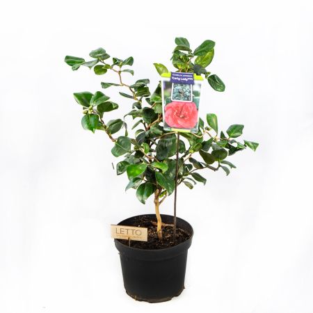 Камелия японская Camellia japonica в ассорт. 60/23 (Н)