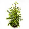 Ель обыкновенная Picea abies ком (мешковина) в контейнере 60/80
