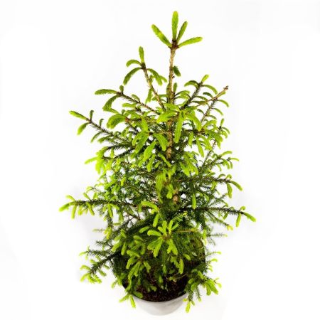 Ель обыкновенная Picea abies ком (мешковина) в контейнере 60/80