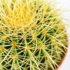 Эхинокактус Грузона Echinocactus grusonii 22/15