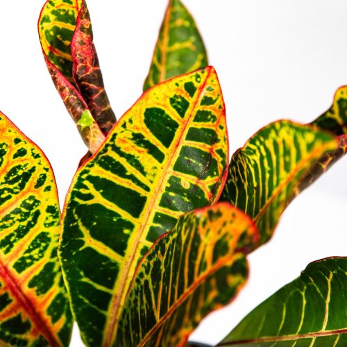 Кодиеум Петра Codiaeum Petra 3-5 рр 30/12 (Н)