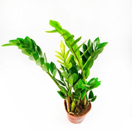 Замиокулькас Zamioculcas 8+ 50/14 (Н)