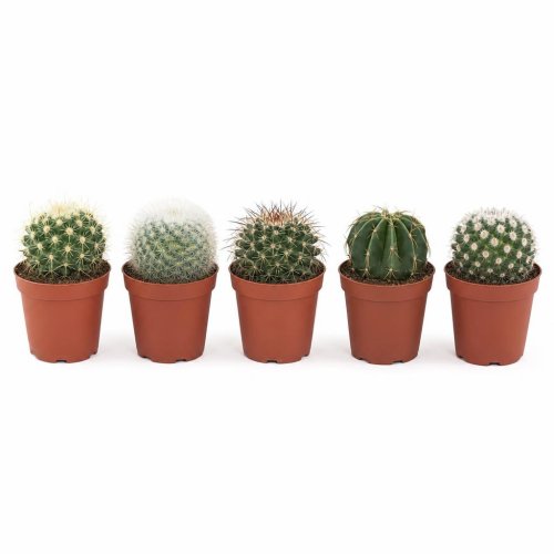 Кактус шар микс в ряд Cactus boll mix on row 5/8,5 (Н)