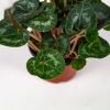 Цикламен Halios Cyclamen Halios midi р11