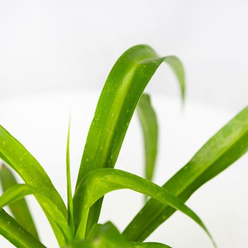 Хлорофитум микс Chlorophytum mix р11
