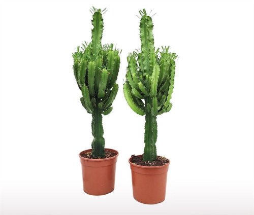 Эуфорбия (молочай) великий Вариегата Euphorbia ingens Variegata 120/24