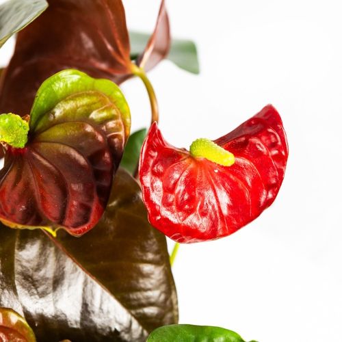 Антуриум Андре Anthurium andraeanum Coral Champion 8+ 60/17 (Н)