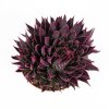 Алоэ остистое Aloe aristata 20/10