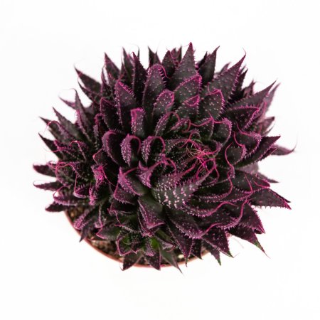Алоэ остистое Aloe aristata 20/10