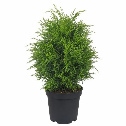 Кипарисовик горохоплодный Chamaecyparis Pisifera Boulevard с10 100/125 (И) 