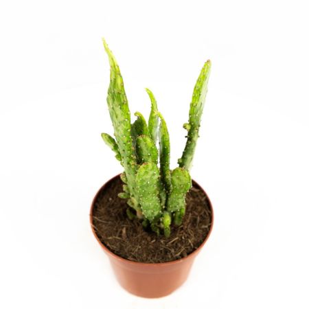 Опунция микс Opuntia mix 25/12