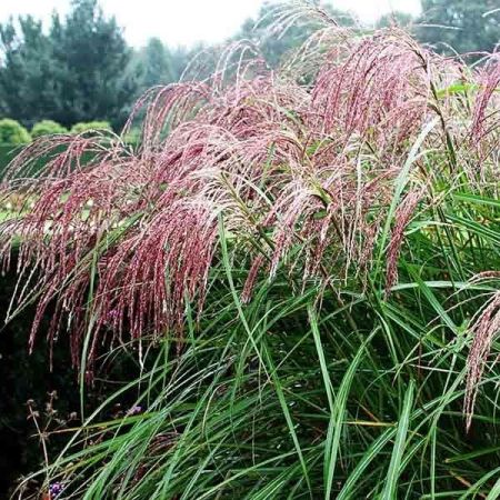 Мискантус китайский Фламинго Miscanthus sinensis Flamingo с3 (А)