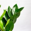 Замиокулькас Zamioculcas 8+ 50/14 (Н)