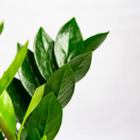Замиокулькас Zamioculcas 8+ 50/14 (Н)