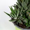 Суккулент ТРИО микс Succulenten trio mix р10,5