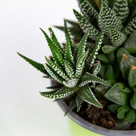 Суккулент ТРИО микс Succulenten trio mix р10,5