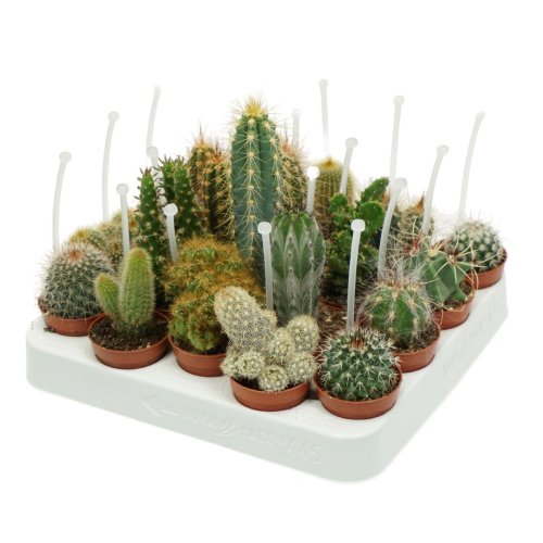 Кактус микс с держателем Cactus mix 8/5,5 (Н)