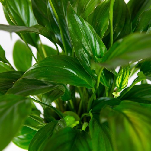 Спатифиллум Беллини Spathiphyllum Bellini 45/13