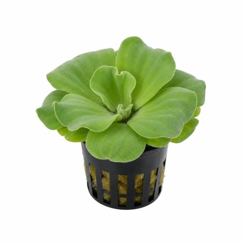 Пистия Pistia stratiotes
