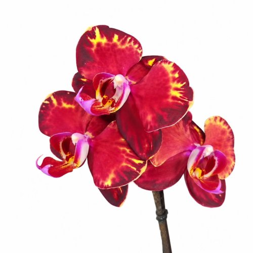 Фаленопсис Phalaenopsis PF 917 (И66)