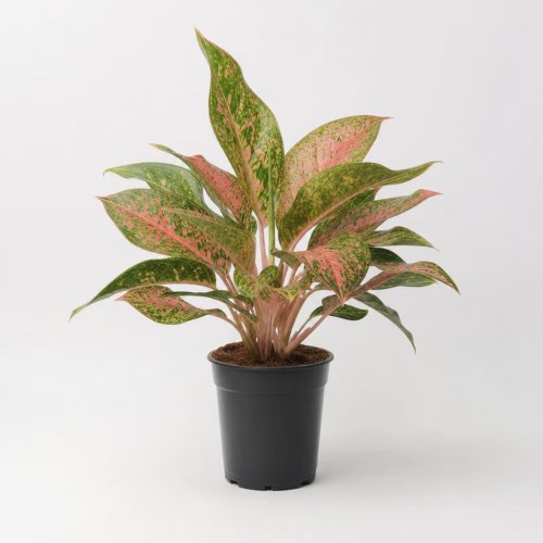 Аглаонема Паттайя Бьюти Aglaonema Pattaya Beauty с1 40см