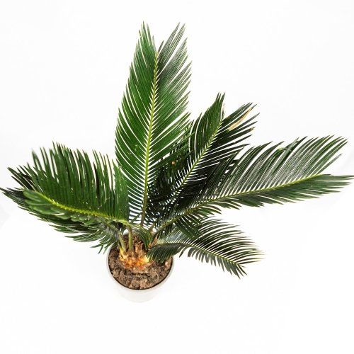 Саговник поникающий Cycas revoluta 40/12