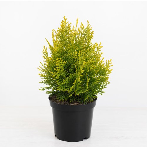 Туя восточная (Биота, плосковеточник) Platycladus orientalis Aurea Nana с3 с2