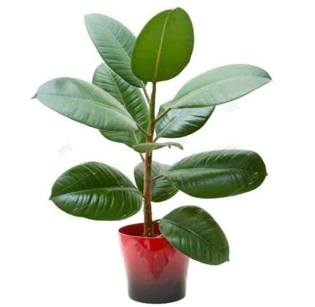 Фикус каучуконосный Ficus elastica 1,5л