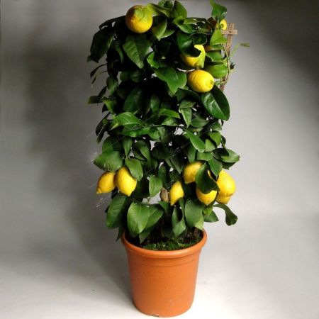 Цитрус лимон пирамида Citrus Lemon pyramid 65/17