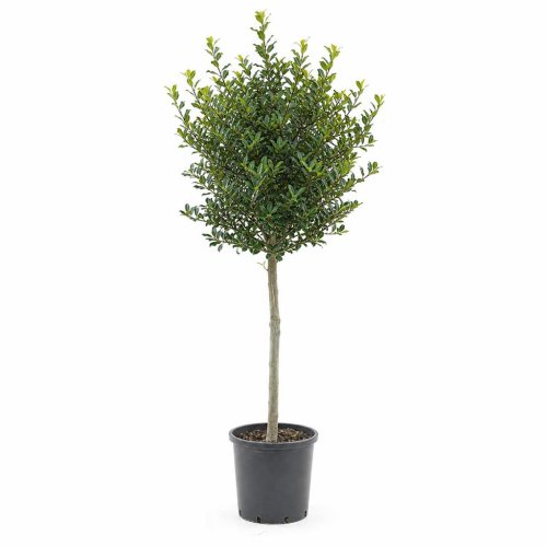 Падуб мучегара Nellie R. Stevens штамб 6/8/10 с10 200/250 Ilex mutchagara Alto fusto (И)